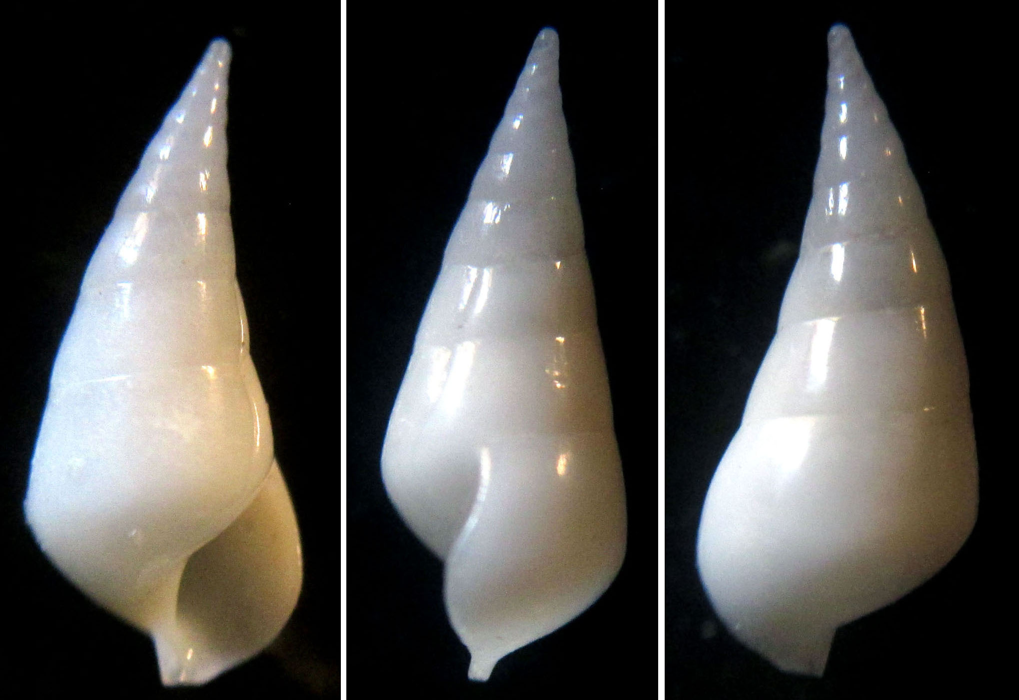 Eulimide da determinare